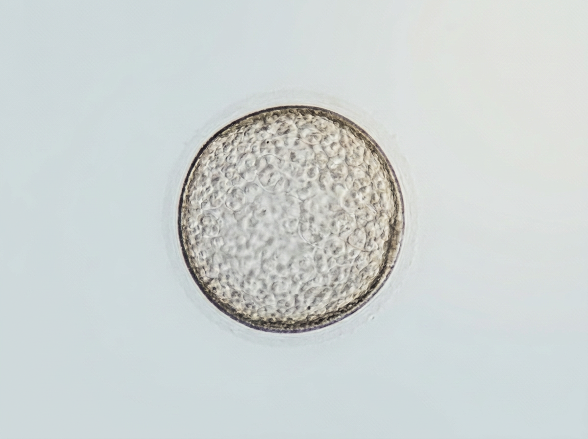 Equine embryo photographed under a microscope in the laboratory